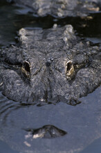 Close-up Of An Alligator
