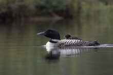 Common Loon Floating On Water