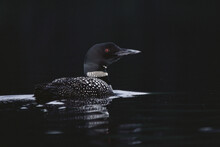 Common Loon Floating On Water