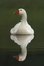 Close-up Of A Snow Goose Swimming In Water