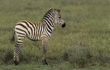 Zebra Foal In A Grassy Field