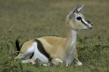 Thomson's Gazelle Lying In A Grassy Field (Gazella Thomsoni)