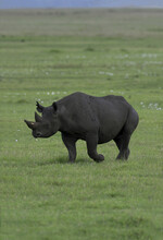 Black Rhinoceros In A Field
