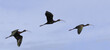 © SuperStock - Three Glossy Ibises flying in the sky