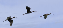 Three Glossy Ibises Flying In The Sky