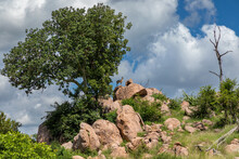 African Landscape Of A Rocky Outcrop With A Tree Growing Inbetween The Rocks. Far In The Distance A Small Antelope Called A Klipspringer Can Be Seen. 