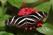 Close-up Of A Zebra Butterfly Pollinating A Flower (Heliconius Charithonius)