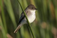 Close-up Of An Eastern Phoebe Perching On A Twig (Sayornis Phoebe)
