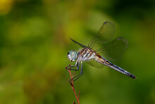 Side Profile Of A Blue Dasher Dragonfly On A Twig (Pachydiplax Longipennis)