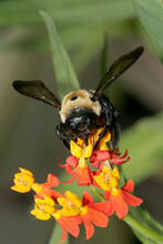 High Angle View Of A Bee On A Flower Pollinating