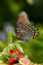 Close-up Of A Red-spotted Purple Butterfly On A Leaf (Limenitis Arthemis Astyanax)