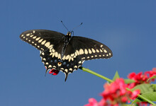 Low Angle View Of A Black Swallowtail Butterfly On A Twig (Papilio Polyxenes)