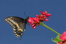 Close-up Of A Black Swallowtail Butterfly On A Flower Pollinating (Papilio Polyxenes)