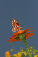 Side Profile Of A Gulf Fritillary Butterfly On A Flower Pollinating (Agraulis Vanillae)