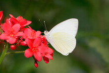 Close-up Of A Great Southern White Butterfly On Flowers Pollinating (Ascia Monuste)