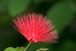 © SuperStock - Close-up of a Red Powder Puff flower (Calliandra haematocephala)
