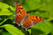© SuperStock - High angle view of a Question Mark butterfly on a leaf (Polygonia interrogationis)