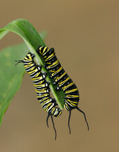 Close-up Of Two Caterpillars Of Monarch Butterflies Crawling On A Leaf (Danaus Plexippus)