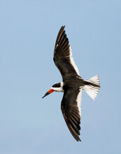 Low Angle View Of A Black Skimmer Flying In The Sky (Rynchops Niger)