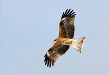 Low Angle View Of A Black Kite Flying In The Sky (Milvus Migrans)
