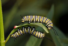 Close-up Of Two Monarch Caterpillars On A Leaf (Danaus Plexippus)