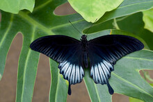 Ascalaphus Swallowtail Butterfly (Papilio Ascalaphus) On A Leaf