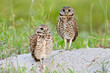 © SuperStock - Burrowing Owl (Athene cunicularia) pair on ground