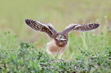 Burrowing Owl (Athene Cunicularia) Juvenile
