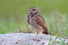 Burrowing Owl (Athene Cunicularia) Juvenile On Ground