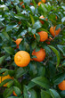 Citrus volkameriana fresh fruit