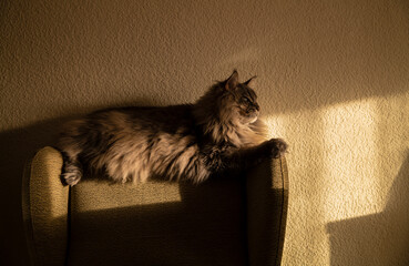 Adult silver blue maine coon cat lying on sofa with sunlight and shadow