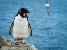 Rockhopper Penguin (Eudyptes Chrysocome) Portrait On New Island, Falkland Islands