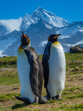 King Penguin King Penguins (Aptenodytes Patagonicus) Standing Tall Against The Mountain Backdrop In St. Andrews Bay, South Georgia