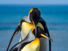 King Penguin King Penguins (Aptenodytes Patagonicus) Courting In St. Andrews Bay, South Georgia