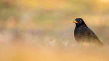 Blackbird In The Grass. Common Blackbird. Turdus Merula. Eurasian Blackbird.