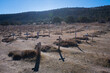 Sad Hill Cemetery (Location of the famous Spaghetti Western). Burgos, Castilla y Leon, Spain
