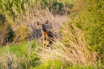 Wall Mural - California Mule Deer (Odocoileus hemionus californicus) stands on a meadow and eats grass.