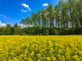 field of yellow canola rapeseed flowers under a deep blue sky, belgium, europe
