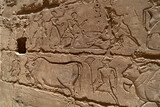 sunk Reliefs showing Priests leading fat bulls to slaughter at Habu Temple . Luxor .Egypt