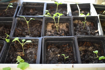 Canvas Print - Seedlings in Plastic Garden Containers