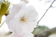 満開の八重桜の花のアップ　背景　マクロ
