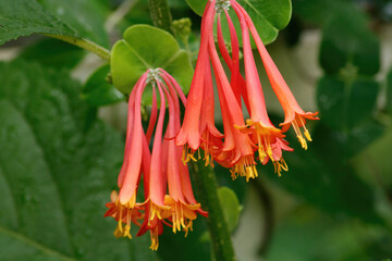 Wall Mural - Coral honeysuckle