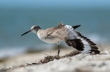 A Willet Sandpiper Shorebird Spreads Its Wings On The Sandy Beach Shoreline In Florida. 