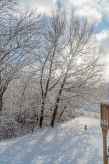 Wall Mural - Winter snow forest