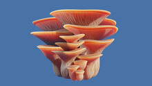 3D Render Of A Stylized Bouquet Cluster Of Edible Pink Oyster Mushrooms