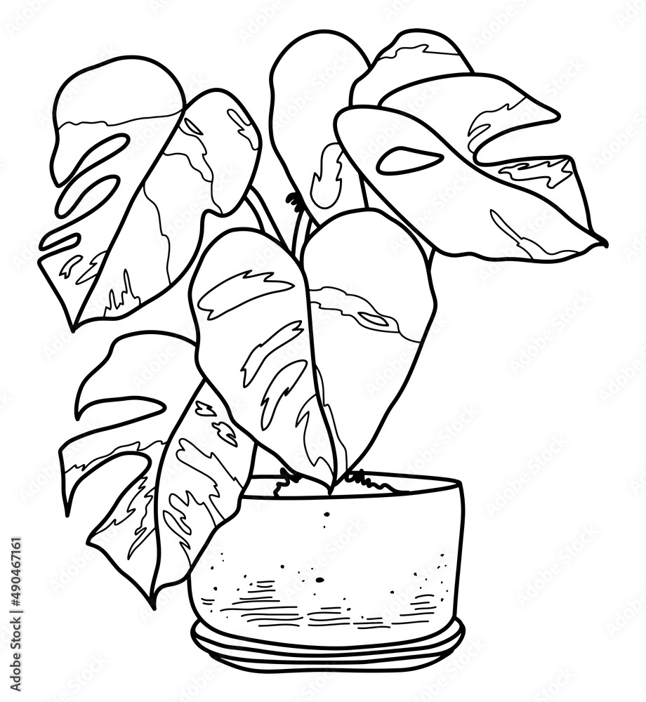 Monstera plant in pot. Vector doodle illustration. Line hand drawn art.  Stock Vector | Adobe Stock