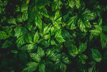 Nature Background Flat Lay Of Green Leaves With Vintage Filter