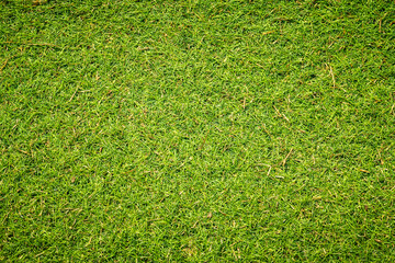 Wall Mural - Green grass background