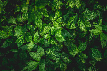 Nature background flat lay of green leaves with vintage filter