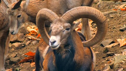 ram goat mouflon nature farm mountains wildlife forest